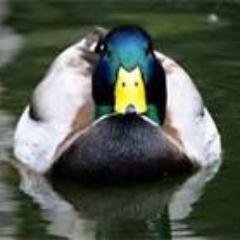 Duck magazines Sexiest Drake Alive. 99 problems but a hunter ain't one. Avi is me.