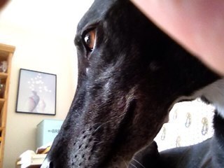 thickgreyhound Profile Picture