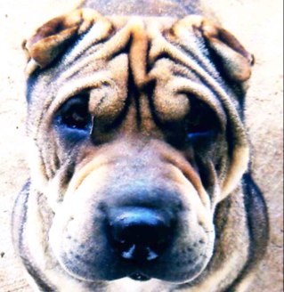 stuartcrelosa's profile picture. sistemas de radio comunicacion digital para Guatemala