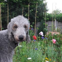 We're Cash and Harry Beau two bedlington's living life in the (naughty) but fun lane. Facebook: @BedlingtonBros