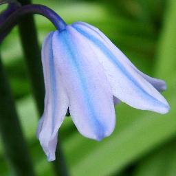 CECILIABINI's profile picture. IMPIEGATA