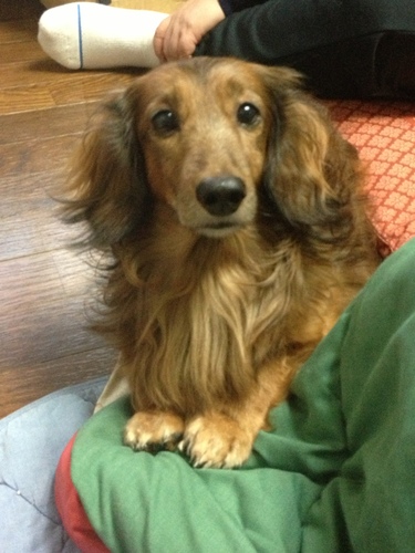 52447nyanpisu31's profile picture. 