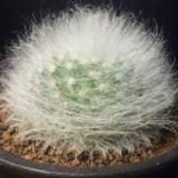 eMu (@emuchips) 's Twitter Profile