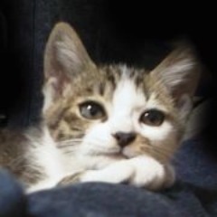 13.11.30（土）22時半、最愛のまめきちFIPで10才で逝去。15.2.22:iPad mini紛失。23.7.23（日） 21時半過、こはく11才で逝去。札幌→長久手→名古屋→札幌→埼玉&麹町→札幌。ベージュの頃からMac派。未だ落ち着かず