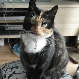 Lieve rare poes, beetje neuroot van tijd tot tijd. Ben van 29-03-2008..Woon hier met een iets oudere rustige dame  Famke en een jong ongeleid projectiel Simba..