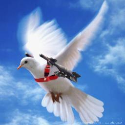 tareqtrakwa's profile picture. 