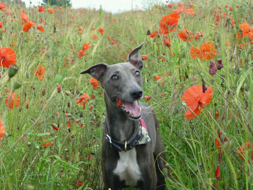 Gentle ,graceful and feisty