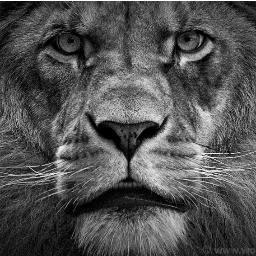 tarekmehanna's profile picture. 