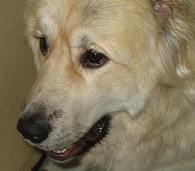 digitalghost's profile picture. 