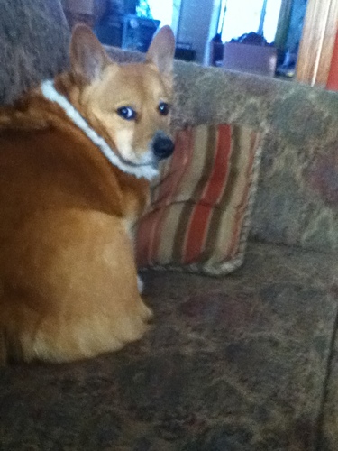 FeathersNFluffy's profile picture. Homestead run by bossy PW Corgi’s. Raising Heritage Buckeye chickens, Old English Game Bantams & Hope to add Heritage Midget White Turkeys Spring 2013.