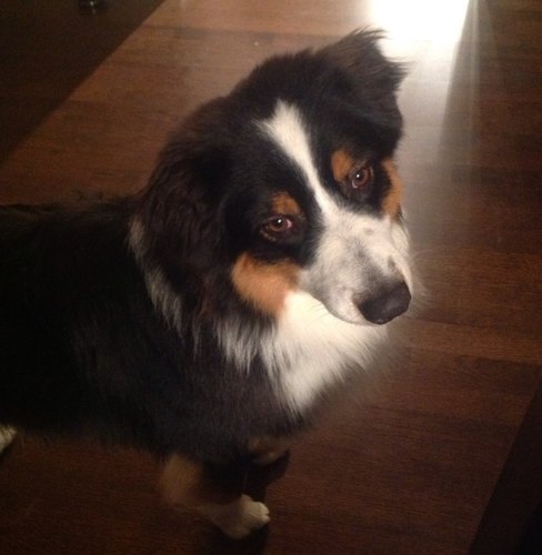 zingalik's profile picture. 