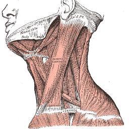 anatomy_forart's profile picture. 그림쟁이를 위한 해부학 봇입니다. 관리자가 알고있는 해부학지식이 가끔올라옵니다. 배우는 입장이기때문에 틀린 정보를 제공하였을때 바로바로 수정요청해주세요. 관리자도 학생입니다.  +) 봇관리자가 어떻게 관리하는지 몰라요,