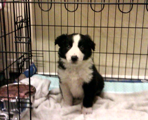 CathiJoyce27's profile picture. Professional domestic disaster, dog servant, and lifelong Hereford (United) FC fan