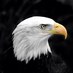 Bald Eagle (@AARDVARK777) Twitter profile photo