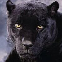 Knox Central High (@knoxpanther) 's Twitter Profile