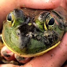 AnimalToday's profile picture. 