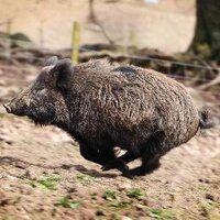 Hilton Wild Boar (@hiltonwildboar) 's Twitter Profile Photo