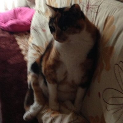 森山正樹 Mgorenjai Twitter