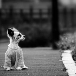 DifundeAnimales's profile picture. Difundo para ayudar en adopciones, noticias o cualquier cosa relacionada con abandono de animales que necesitan casa. Ellos nunca nos abandonarían.