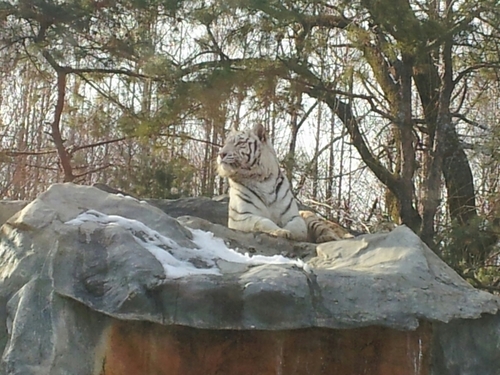 firegards's profile picture. 