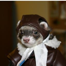MyPetFerret's profile picture. A ferret tweeting to my fellow friends about my adventures.