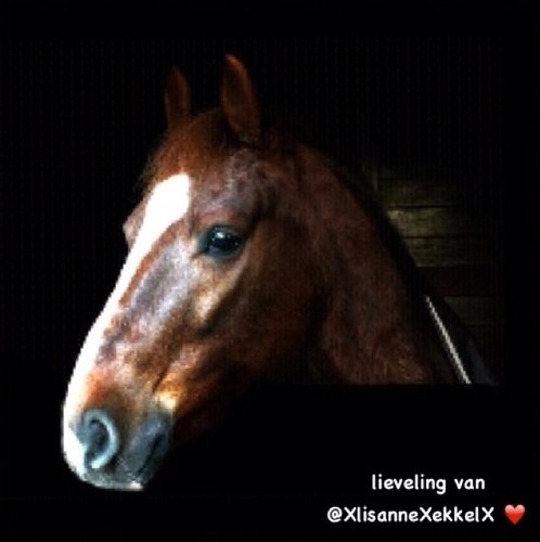 Herken jij jou lieveling in onze tweets? Link dan de naam van jou paard of een foto en wij rt'en en favorieten altijd! WE ALL LOVE HORSES❤