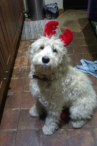 Golden Labradoodle. Have made my forever family laugh every day and want to share my silly antics with you.