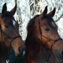 Carol Bowman - @CarolBo70233807 - Twitter