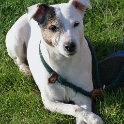 pattinso1's profile picture. Sociable, fun, reliable, wife, mum, career, horses, dogs, hounds, ski-ing, swimming