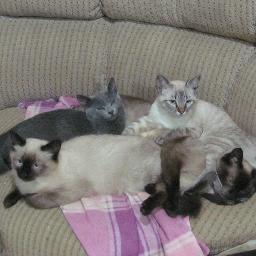 CCRfitofarma's profile picture. Farmacêutica, empresária especialista em Fitoterapia  
Consultoria,assistência farmacêutica em  fitoterapia, professora cobiçando mestrado em biotecnologia;