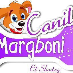 Canil Margboni Elshadai. Venda de Shitzu, Yorkshire, Pug, Bulldog Inglês, Lulu da Pomerania.