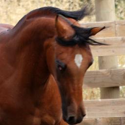 Sierra Dorada Arabians passionate about our horses. Located in the Sierra Mountains of Northern California.