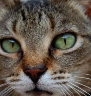 geogirlErin's profile picture. Strongly opinionated, and highly passionate about this wonderful, fantastic planet. Earth wears the colors of the mantle so well.