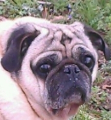 mpugs05's profile picture. x-ray tech