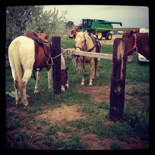 Ranch raised and now raising our daughters on our farming and ranching operation in Montana. Love roping, agriculture, ranching, horses, gardening & cold beer!