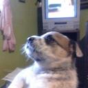 harvey crump - @skid412 - Twitter