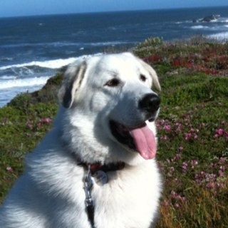 jonsstella's profile picture. Sports Fan, Dog Lover