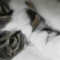 lovecats_nofur Profile Picture