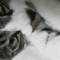 Love cats:Say No Fur(@lovecats_nofur) 's Twitter Profile Photo