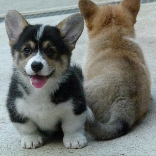 We breed Welsh Corgi Pembroke & Cardigan.

https://t.co/kjeOP0nZ0s