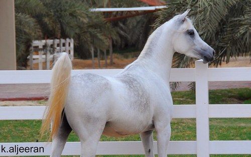 شاقني شوف الحصان اليعربي لنه اجمل خيل من بد الخيول