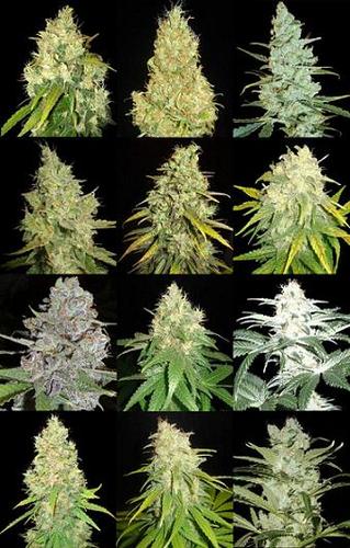 Geordie Seeds. http://t.co/v0EumKF8pf Bitcoin payments accepted here. Worldwide shipping