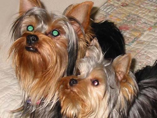 Lisa Vanderpump and Ken Todd fan, Giggy & vanderpets, love all animals, old movies and reading