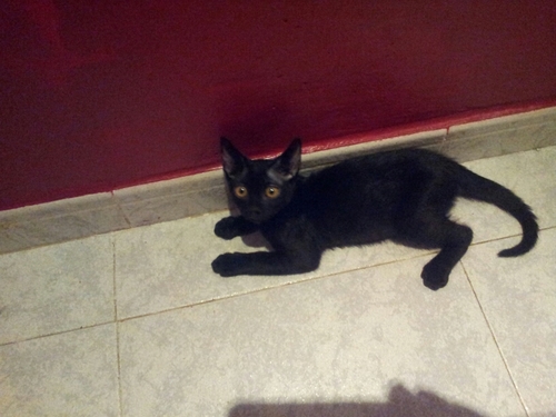 xab_lab's profile picture. 