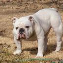 peter foote - @pedrotoe - Twitter