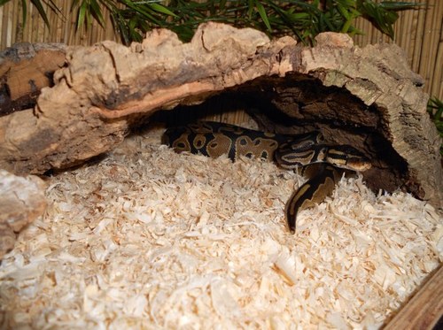 terraX_OWL's profile picture. 