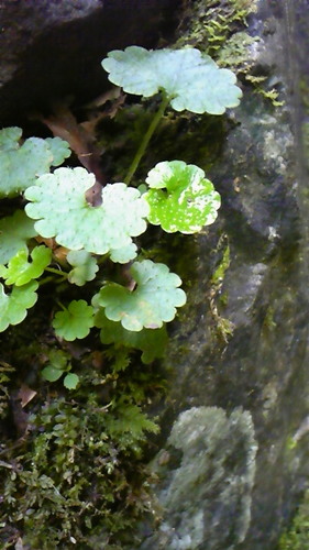 yurmatsu's profile picture. 