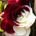 صالح العكبري (@s_alakbary) Twitter profile photo