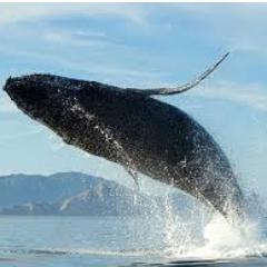 Oceano_libre's profile picture. 17 años, mi voz por cambiar el mundo, intentando,sintiendo y amando la magia de la tierra, yo quiero nuestro mar libre y lleno de vida!!