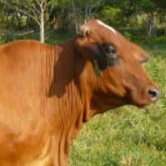 vozdelcampo Profile Picture